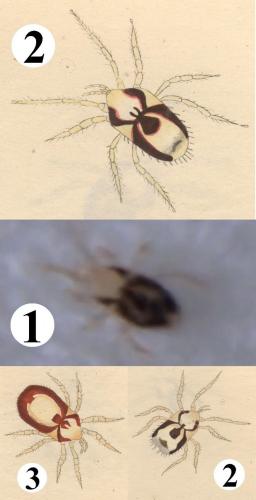 Echinonyssus carnifex